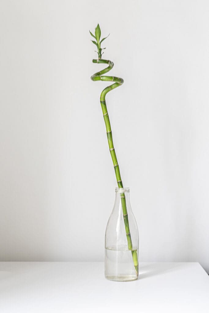 a simple minimalist style with a spinned bamboo plant on the shelf at home in the glass bottle with water